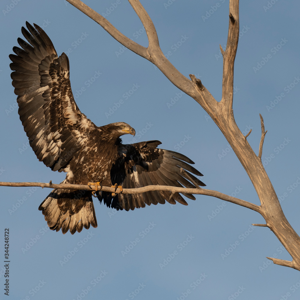 Fototapeta premium Juvenile bald eagle perching in Boulder, Colorado