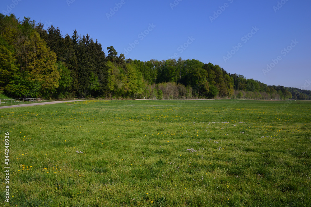 A romantic meadow with wildflowers and herbs, framed by trees, against a blue sky in Bavaria A romantic meadow with wildflowers and herbs, framed by trees, against a blue sky in Bavaria