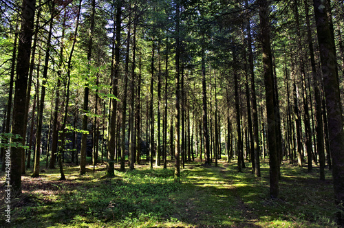 Fototapeta Naklejka Na Ścianę i Meble -  The perfect relaxation in the black forest!