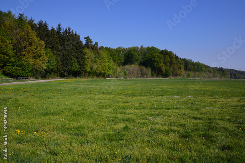 A romantic meadow with wildflowers and herbs, framed by trees, against a blue sky in Bavaria