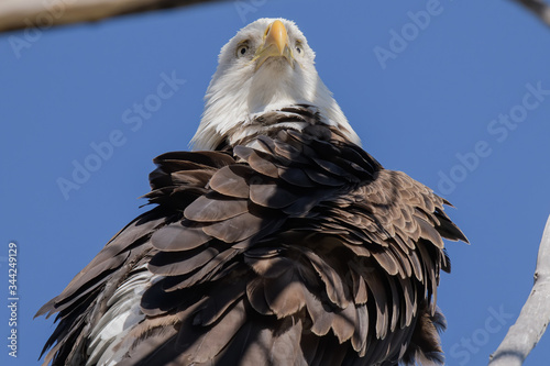 Bald Eagle preening in the morning light photo