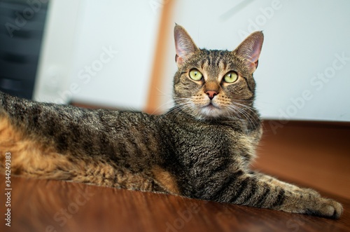 Fototapeta Naklejka Na Ścianę i Meble -  cat on a floor
