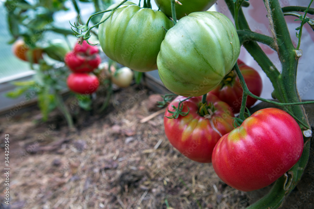 Giant red tomatoes growing on the branch.