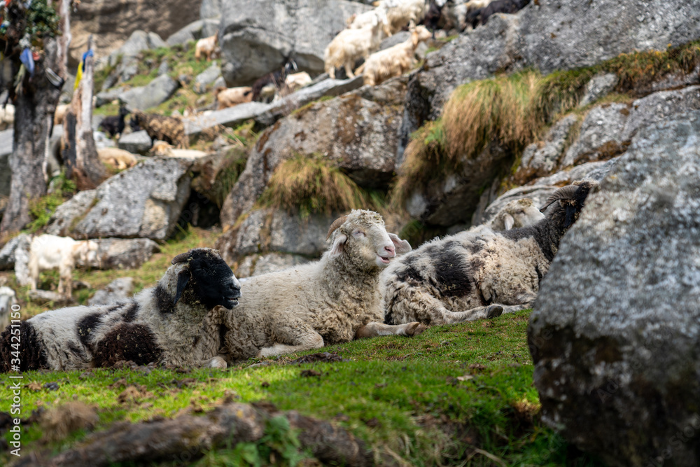 Fototapeta premium sheep in the mountains 