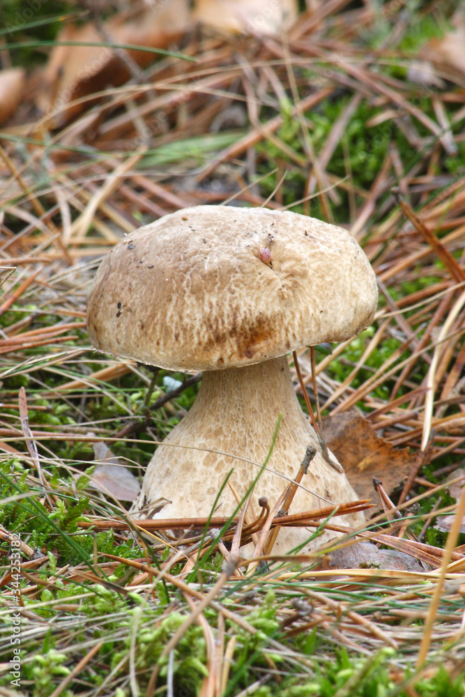 Mushrooms in the autumn forest
Mushrooms in the autumn forest
