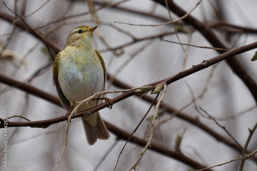 Bird - Willow Warbler ( Phylloscopus trochilus ) sitting on a branch of a bush cloudy spring evening. Close-up. Bird - Willow Warbler ( Phylloscopus trochilus ) sitting on a branch of a bush cloudy spring evening. Close-up.