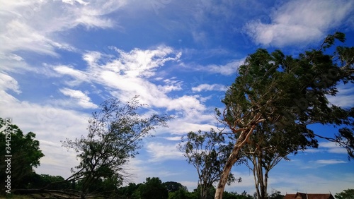 The blue sky is over the shaking wood ' © Ratheesh