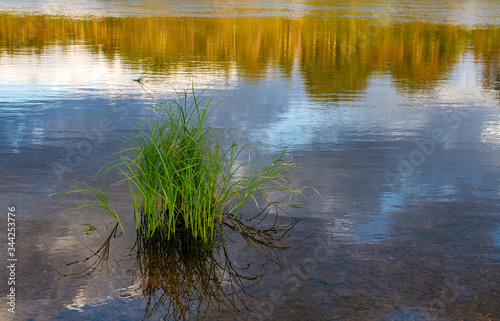 Grass growing along river banks and in the water. Bright evening light, reflection of partings in the water.