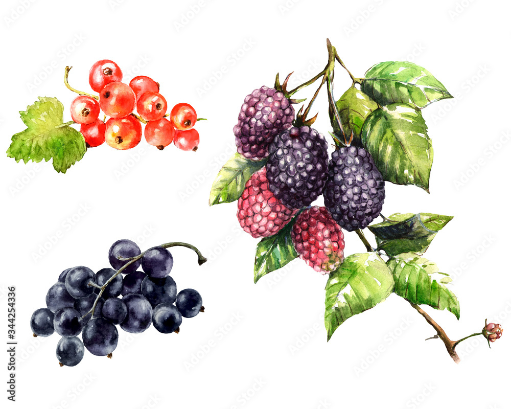 Hand drawn watercolor summer isolated berries Hand drawn watercolor summer isolated berries