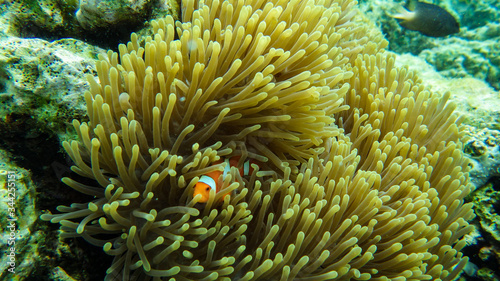 clown fish in anemone on coral reef