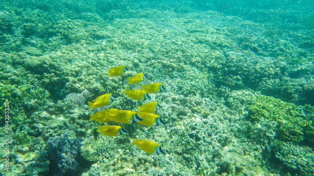 Obraz premium coral reef with yellow fishes