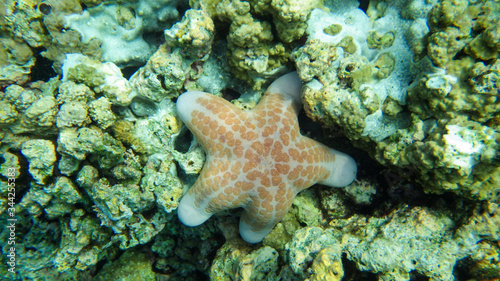 orange and large starfish in the sea , in the coral reef