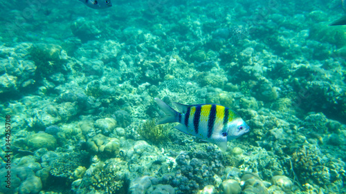 tropical fish in the coral reef