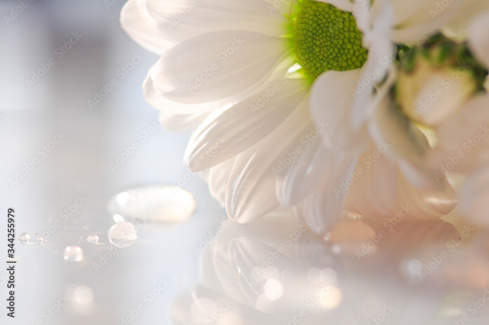 Detail closeup photo of flower, nature background. Detail closeup photo of flower, nature background.