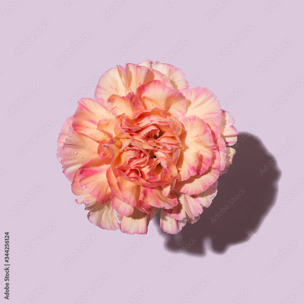 Beautiful pink carnation flower cut on pink background Beautiful pink carnation flower cut on pink background