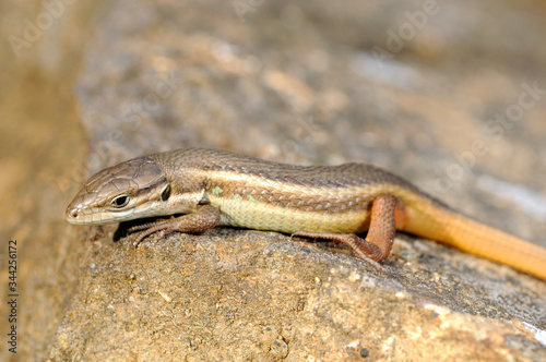 Algerischer Sandläufer (Psammodromus algirus) - Algerian psammodromus / Spanien - Spain photo