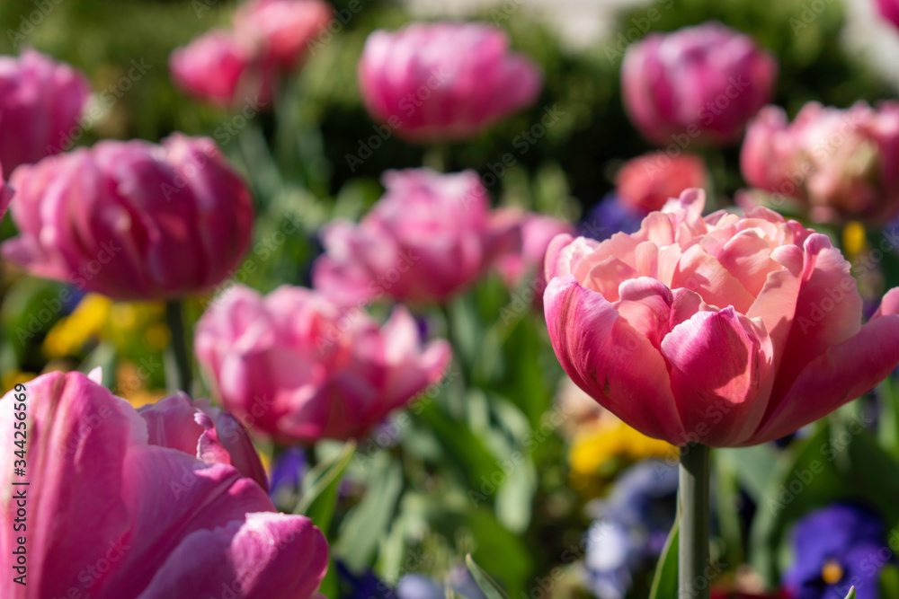 Beautiful and colorful tulips of all kind bloom in full power in the deserted parks and lanes of Sofia during corona virus isolation measures. Beautiful and colorful tulips of all kind bloom in full power in the deserted parks and lanes of Sofia during corona virus isolation measures.