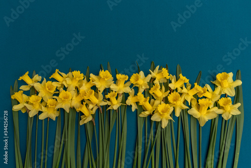 Fototapeta Naklejka Na Ścianę i Meble -  large bouquet of yellow daffodils on an indigo background. Copy space. Can be used as a card, background for screensavers