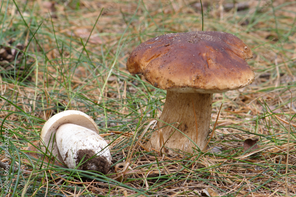 
Mushrooms in the autumn forest