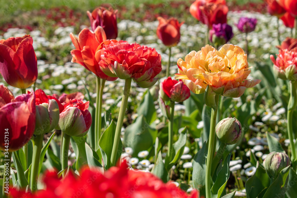 Beautiful and colorful tulips of all kind bloom in full power in the deserted parks and lanes of Sofia during corona virus isolation measures. Beautiful and colorful tulips of all kind bloom in full power in the deserted parks and lanes of Sofia during corona virus isolation measures.