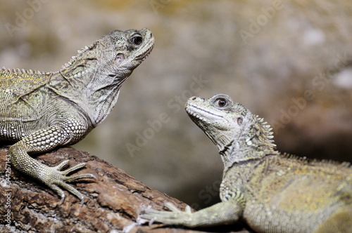 Portrait of lizzards on branch, nature background.