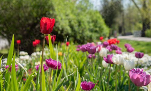 Beautiful and colorful tulips of all kind bloom in full power in the deserted parks and lanes of Sofia during corona virus isolation measures.  © VenGin