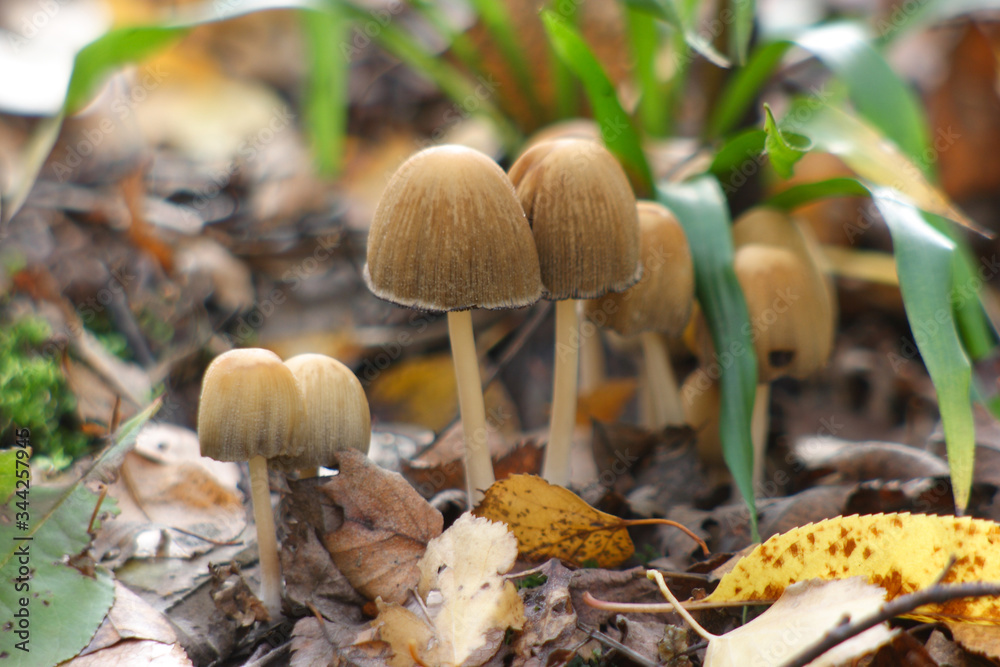 Mushrooms in the autumn forest
Mushrooms in the autumn forest