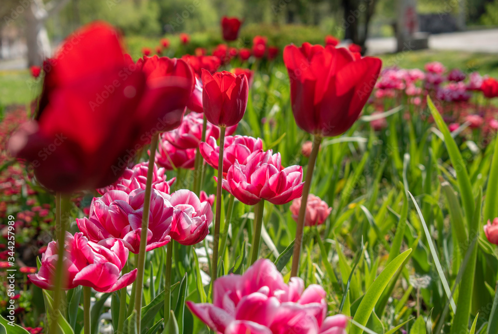 Beautiful and colorful tulips of all kind bloom in full power in the deserted parks and lanes of Sofia during corona virus isolation measures. Beautiful and colorful tulips of all kind bloom in full power in the deserted parks and lanes of Sofia during corona virus isolation measures.
