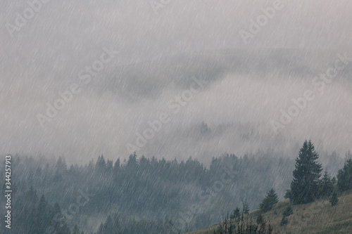 Foggy spruce forest at Carpathian mountains during summer rain. Rainy weather. Misty landscape with fir forest in hipster style.