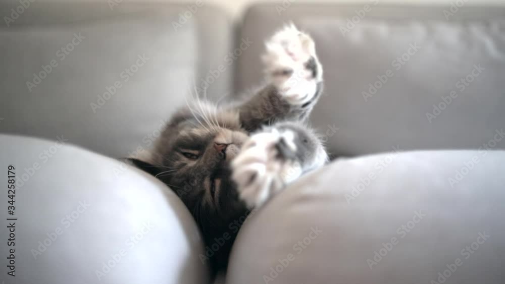 cute sleepy blue tabby white maine coon cat resting on comfortable sofa stretching out paws