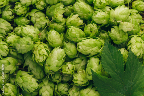 Green ripe hop cones and leaves for brewery and bakery background pattern.