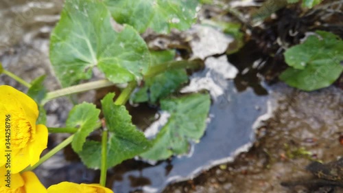 Ranunculus flowers in the forest stream. photo