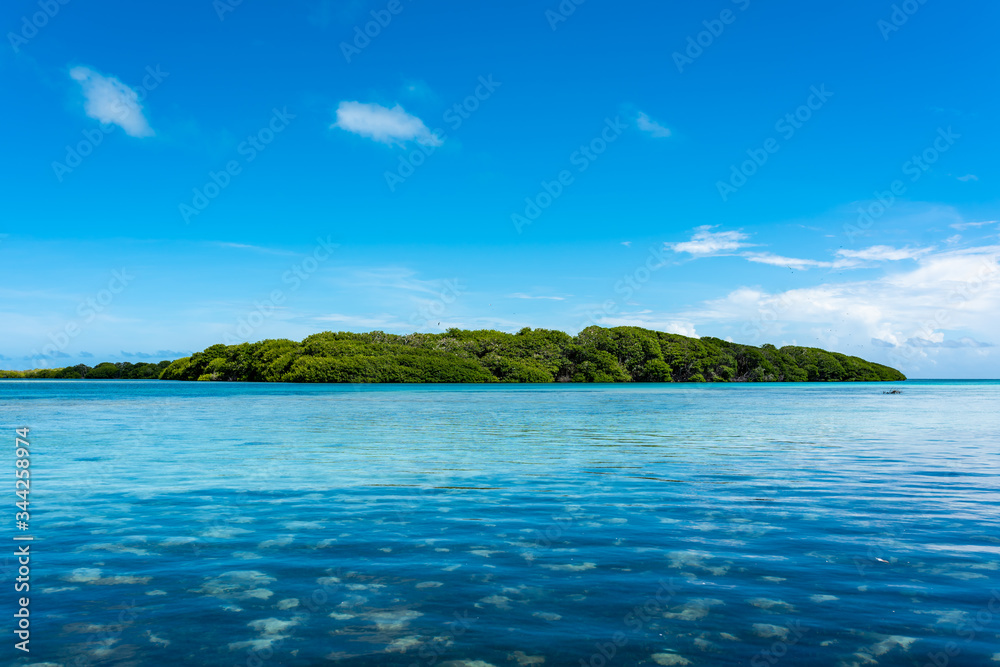 Tropical seascape with aquatic plants and crystalline water in Los Roques Archipelago (Venezuela).