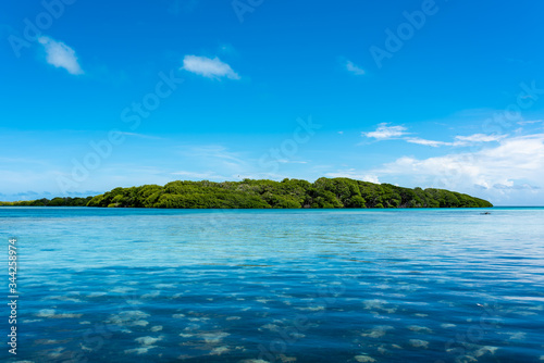 Tropical seascape with aquatic plants and crystalline water in Los Roques Archipelago (Venezuela).