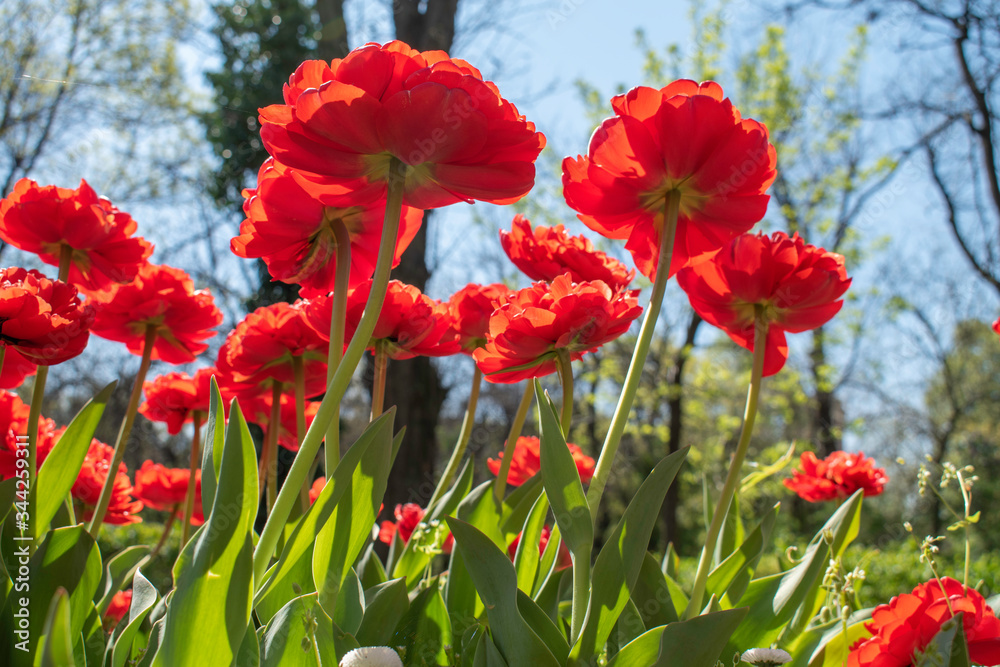 Fototapeta premium Beautiful and colorful tulips of all kind bloom in full power in the deserted parks and lanes of Sofia during corona virus isolation measures. 