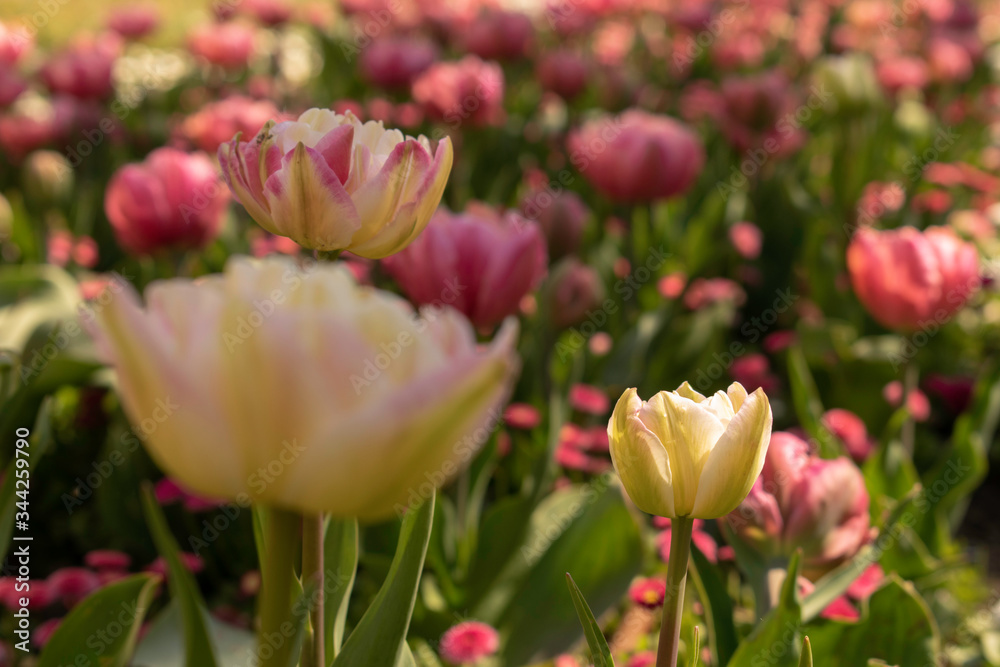 Fototapeta premium Beautiful and colorful tulips of all kind bloom in full power in the deserted parks and lanes of Sofia during corona virus isolation measures. 