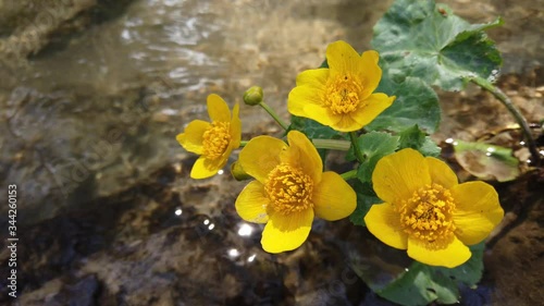 Ranunculus flowers in the forest stream. photo