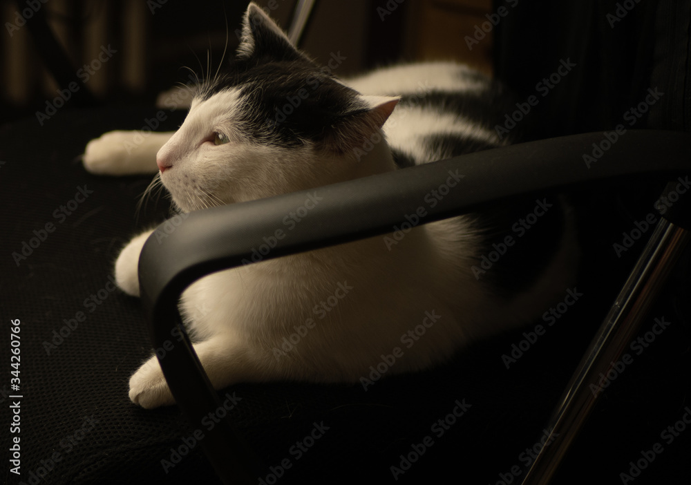 Biało czarny kot leżący na krześle. - obrazy, fototapety, plakaty 