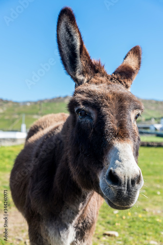 Donkey on green field © Bisual Photo