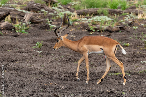 One impala ram walking from right to left in Mapungubwe National Park, South Africa