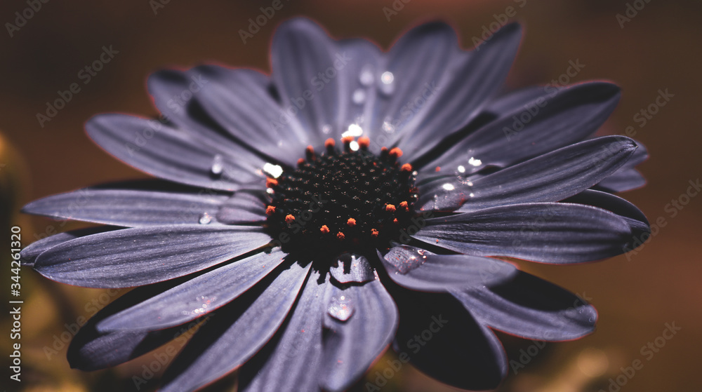 Purple flower with drops. Purple flower with drops.