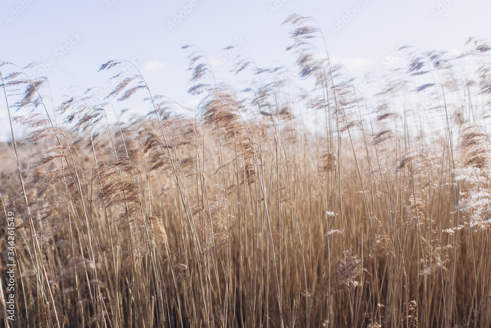 Obraz premium Agricultural autumn field. Nature concept