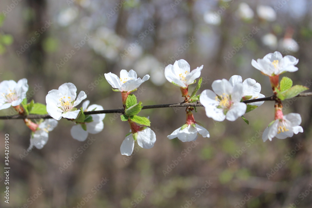 Spring line of branch with white flowers in blossom of wild cherry Spring line of branch with white flowers in blossom of wild cherry