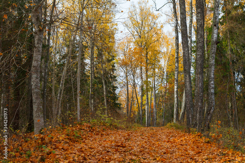 Path covered by fallen foliage and golden trees along the path near Aegviidu, Estonia. Autumn season, moody weather.