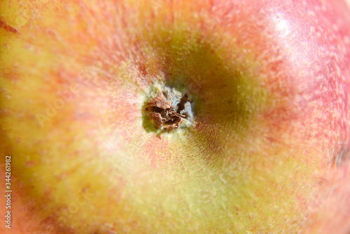 center of the apple fruit with dried flower petals