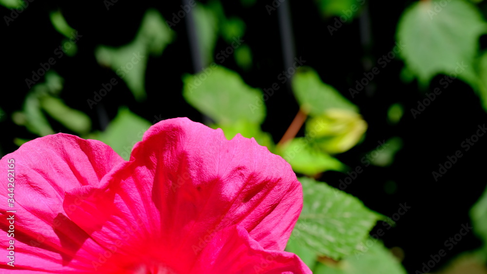 Beautiful bright flowers in a city park.
Floral background for web design.
Beautiful bright flowers in a city park.
Floral background for web design.