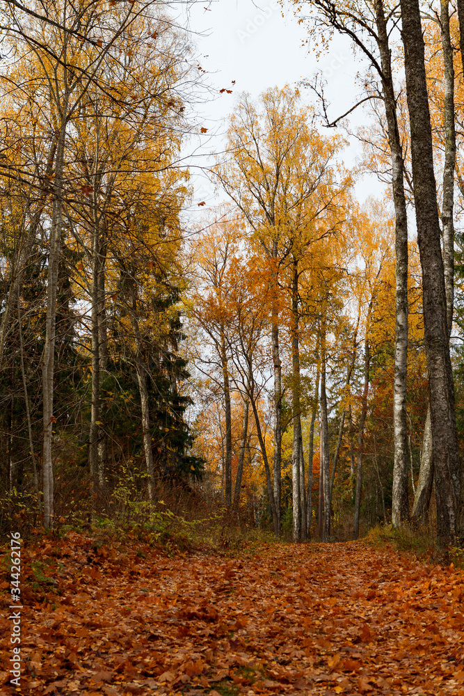 Path covered by fallen foliage and golden trees along the path near Aegviidu, Estonia. Autumn season, moody weather.
