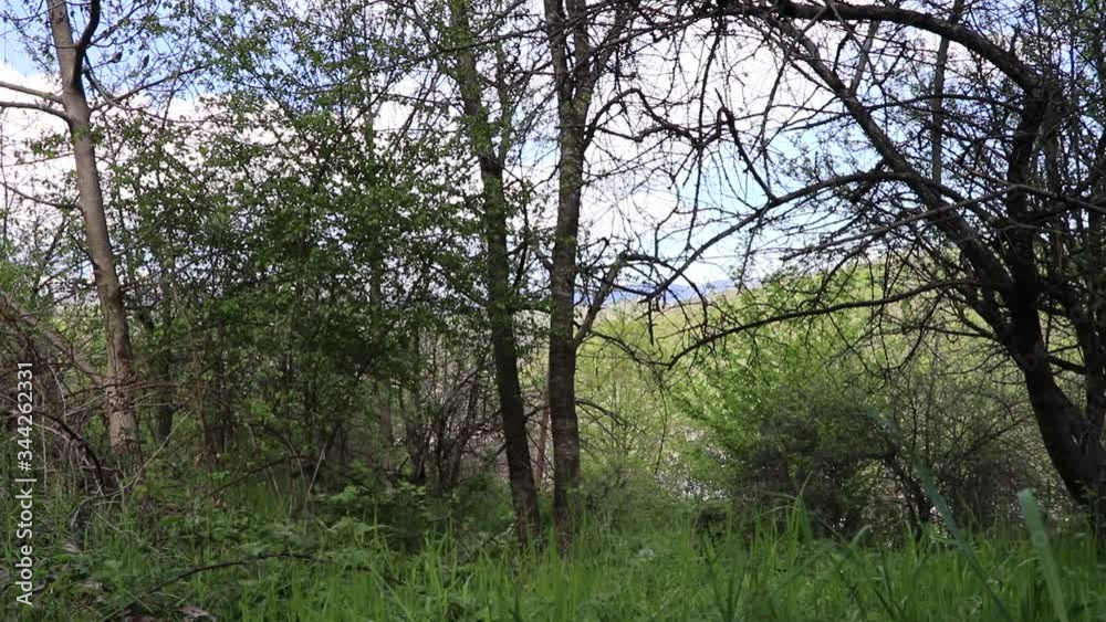The spring came. The garden is warm and pleasant. Birds are singing merrily. The sun comes out and hides behind the spring clouds. The spring came. The garden is warm and pleasant. Birds are singing merrily. The sun comes out and hides behind the spring clouds.