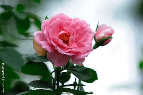 A rose is a woody perennial flowering plant of the genus Rosa  in the family Rosaceae  or the flower it bears  1 . There are over three hundred species and thousands of cultivars  2 . They form a grou