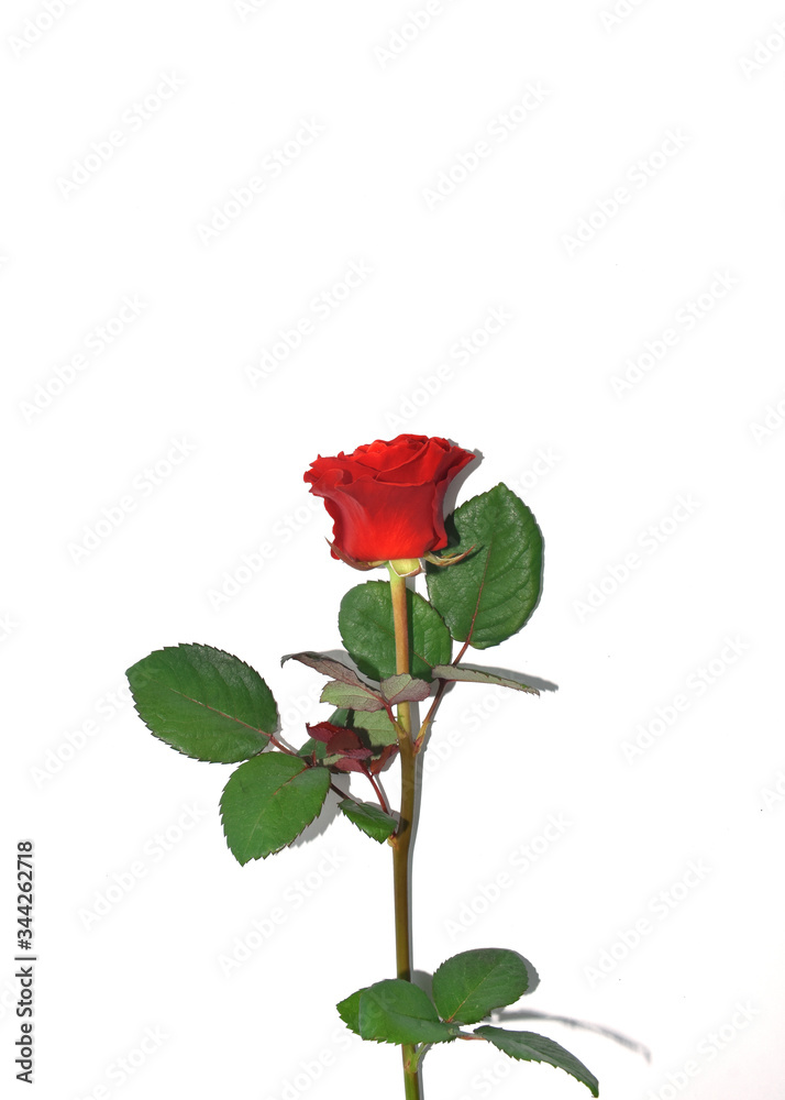 Single red rose isolated on white background. Rose for mothers day, wedding and valentines day. Close up Single red rose isolated on white background. Rose for mothers day, wedding and valentines day. Close up